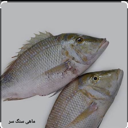 تصویر 1 از بهترین ماهی سنگ سر صادراتی ایران + قیمت خرید عالی